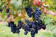 Regent – odmiana winorośli na wysokiej jakości czerwone wino