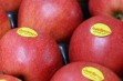 Evelina® - odmiana jabłoni do ekologicznej uprawy