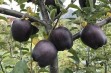Black Diamond – czarne jabłka z Tybetu 
