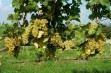 Goecseji Zamatos – winorośl na białe wina z muszkatowym aromatem