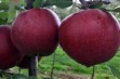 Muna – odmiana jabłoni wpisana do KR w 2020 r. 