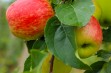 Odmiana Sander - letnie jabłko