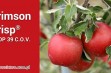 Crimson Crisp Coop 39 C.O.V. - parchoodporna odmiana jabłoni