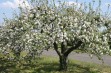 W Bratoszewicach posadzono sto drzewek starych odmian jabłoni 