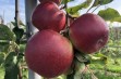 Jabłka z purpurowoczerwonym rumieńcem – Ligol Red