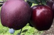 Czym różnią się jabłka odmiany King Roat od Jeromine ? 