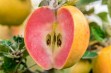 Kissabel - jabłko o żółtej skórce i różowym miąższu