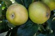  Jedna z najstarszych i najwartościowszych odmian jabłoni.