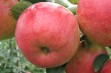 Rebella – odmiana jabłoni do sadów przemysłowych