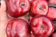 Red Delicious - piękne jabłko, nie do odróżnienia ?