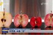 Nowe odmiany jabłek o czerwonym miąższu