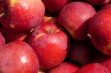 Remo – odmiana jabłoni do sadów przemysłowych