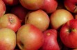 Renora – odporna na parcha zimowa odmiana jabłoni 