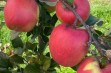 BigBos – nowa odmiana jabłoni 
