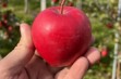 Red Rok – nowa odmiana jabłoni 
