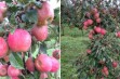 Wars – nowa odmiana jabłoni 