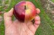 Odmiany jabłoni wpisane do KR w 2023 roku 