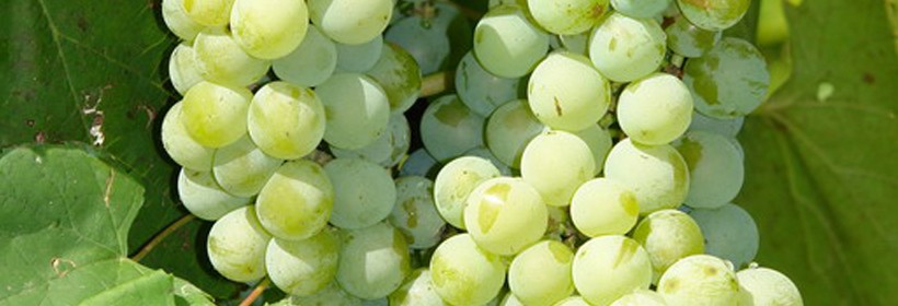 Nowe odmiany winorośli podkarpackiego winiarza 