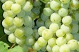 Nowe odmiany winorośli podkarpackiego winiarza 