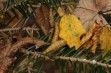 Temperatury powietrza i opady &ndash; listopad 2015r