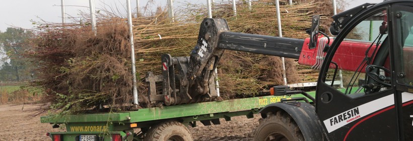 Wykopywanie drzewek w szk&oacute;łce Grzegorza Sękowskiego