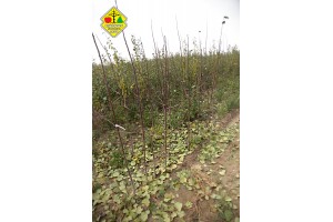 Wykopywanie drzewek owocowych w szk&oacute;łce Grzegorza Sękowskiego