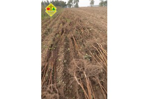 Wykopywanie drzewek owocowych w szk&oacute;łce Grzegorza Sękowskiego