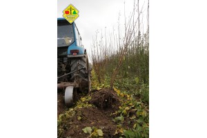 Wykopywanie drzewek owocowych w szk&oacute;łce Grzegorza Sękowskiego