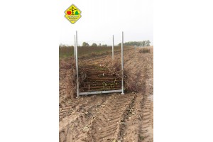 Wykopywanie drzewek owocowych w szk&oacute;łce Grzegorza Sękowskiego