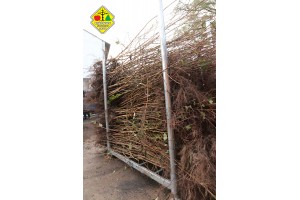 Wykopywanie drzewek owocowych w szk&oacute;łce Grzegorza Sękowskiego