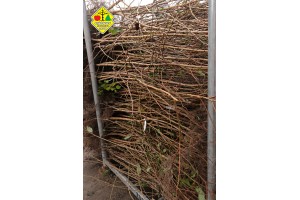 Wykopywanie drzewek owocowych w szk&oacute;łce Grzegorza Sękowskiego