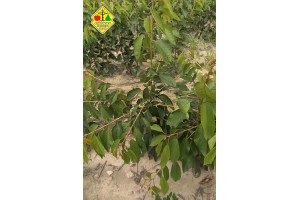 Wykopywanie drzewek owocowych w szk&oacute;łce Grzegorza Sękowskiego