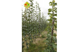 Wykopywanie drzewek owocowych w szk&oacute;łce Grzegorza Sękowskiego