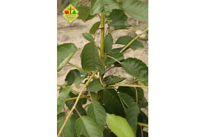 Wykopywanie drzewek owocowych w szk&oacute;łce Grzegorza Sękowskiego