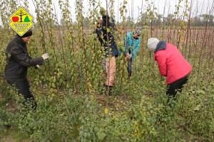 Wykopywanie drzewek owocowych w szk&oacute;łce Grzegorza Sękowskiego