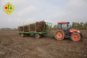 Wykopywanie drzewek owocowych w szk&oacute;łce Grzegorza Sękowskiego
