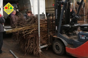 Wykopywanie drzewek owocowych w szk&oacute;łce Grzegorza Sękowskiego