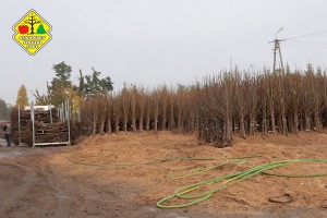 Wykopywanie drzewek owocowych w szk&oacute;łce Grzegorza Sękowskiego