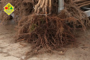 Wykopywanie drzewek owocowych w szk&oacute;łce Grzegorza Sękowskiego