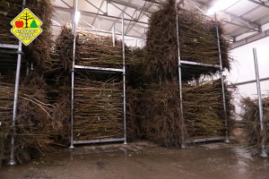 Wykopywanie drzewek owocowych w szk&oacute;łce Grzegorza Sękowskiego