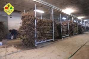 Wykopywanie drzewek owocowych w szk&oacute;łce Grzegorza Sękowskiego