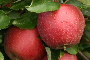 Red Jonaprince - mutant odmiany Jonagold