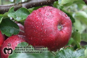 Red Jonaprince Select- mutant odmiany Jonagold o bardziej stabilnych cechach
