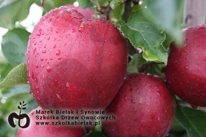 Red Jonaprince Select- mutant odmiany Jonagold o bardziej stabilnych cechach