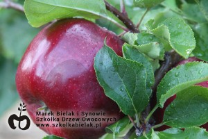 Red Jonaprince Select- mutant odmiany Jonagold o bardziej stabilnych cechach