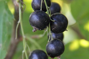 Jubilejnaja Kopania&reg; Select