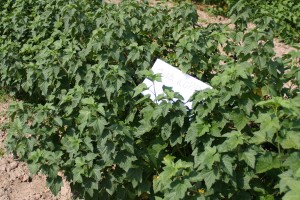 Jubilejnaja Kopania&reg; Select