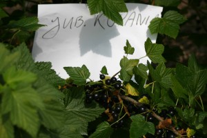 Jubilejnaja Kopania&reg; Select