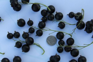 Jubilejnaja Kopania&reg; Select