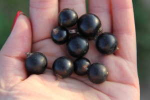 Jubilejnaja Kopania&reg; Select